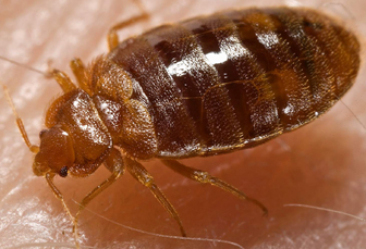 Bed bug - cimex_lectularius - www.RC123.com