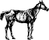 horse
